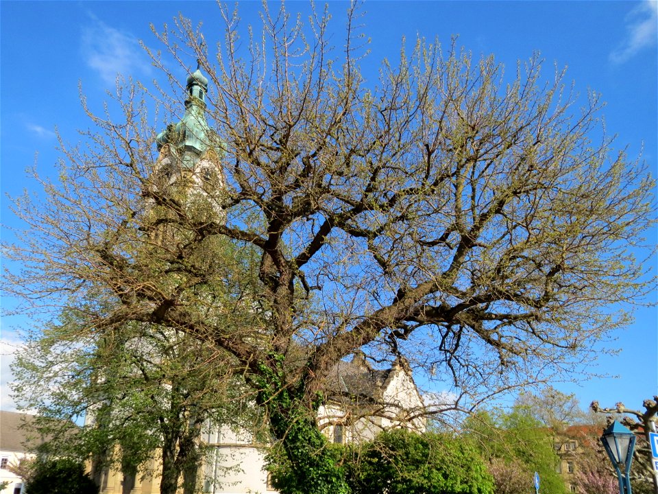 Weiße Maulbeere (Morus alba) vor der Evangelischen Kirche in Hockenheim