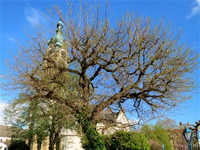 Weiße Maulbeere (Morus alba) vor der Evangelischen Kirche in Hockenheim