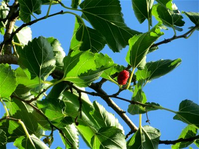 Ausgewilderte Schwarze Maulbeere (Morus nigra) in Hockenheim