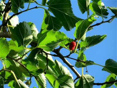 Ausgewilderte Schwarze Maulbeere (Morus nigra) in Hockenheim photo