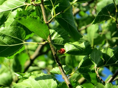 Ausgewilderte Schwarze Maulbeere (Morus nigra) in Hockenheim
