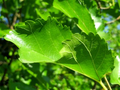 Ausgewilderte Schwarze Maulbeere (Morus nigra) in Hockenheim photo