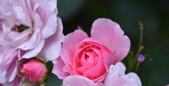 Nature garden flowering