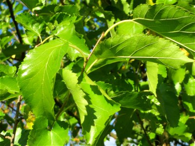 Ausgewilderte Weiße Maulbeere (Morus alba) in Hockenheim