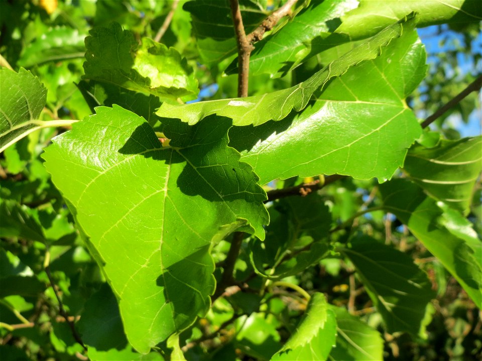 Ausgewilderte Weiße Maulbeere (Morus alba) in Hockenheim