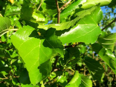 Ausgewilderte Weiße Maulbeere (Morus alba) in Hockenheim
