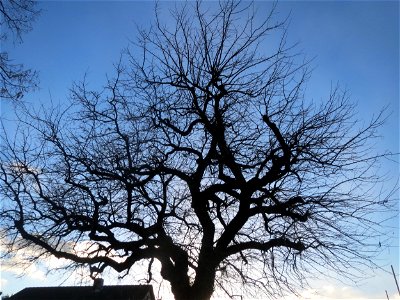 Weiße Maulbeere (Morus alba) vor der Evangelischen Kirche in Hockenheim