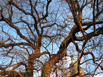 Weiße Maulbeere (Morus alba) vor der Evangelischen Kirche in Hockenheim