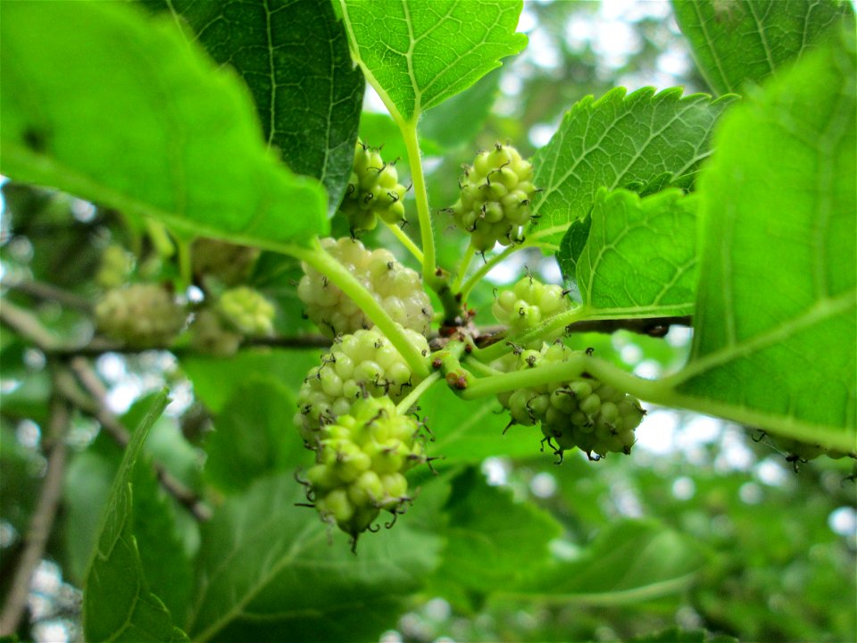 Weiße Maulbeere (Morus alba) in einrm Garten in Hockenheim