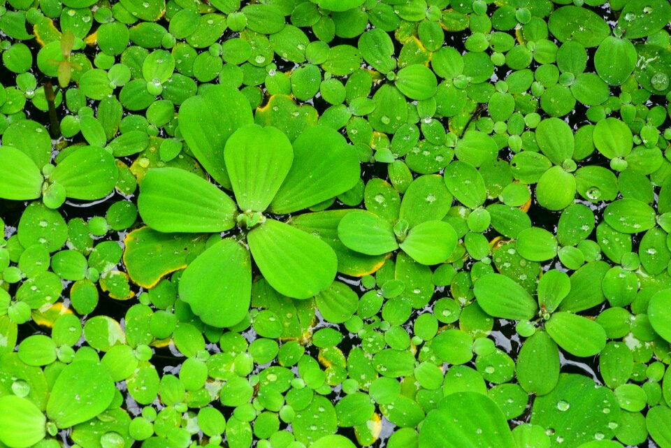 Water lotus aquatic plants green