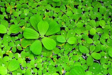 Water lotus aquatic plants green