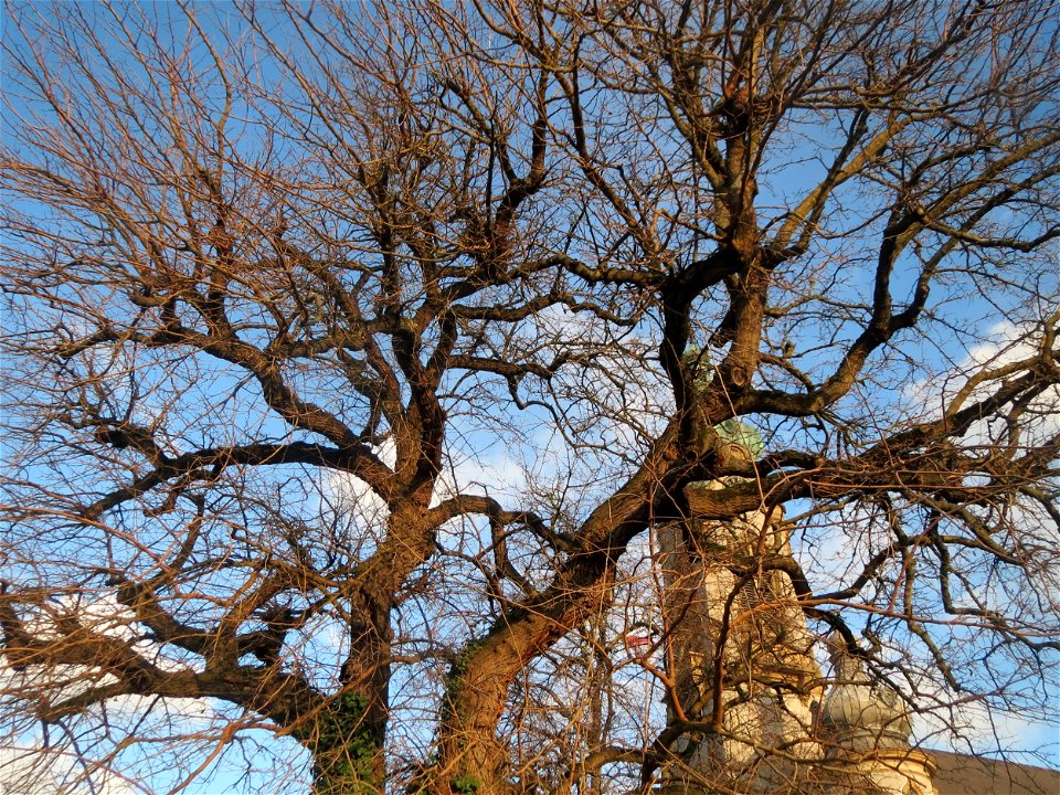 Weiße Maulbeere (Morus alba) vor der Evangelischen Kirche in Hockenheim