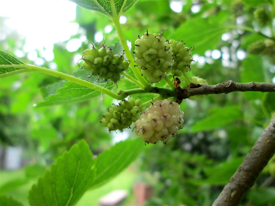Weiße Maulbeere (Morus alba) in einem Garten in Hockenheim