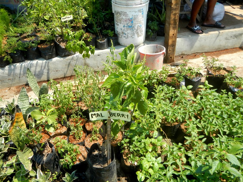 Herbs of the Philippines Bay, Laguna National Highway List of barangays in Laguna (province) Barangays Calo, Bay, Laguna 14.1838, 121.2810 Maitim, Bay, Laguna 14.1857, 121.2733 Bay, Laguna along Bay–C