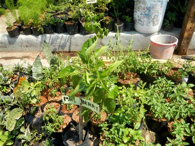 Herbs of the Philippines Bay, Laguna National Highway List of barangays in Laguna (province) Barangays Calo, Bay, Laguna 14.1838, 121.2810 Maitim, Bay, Laguna 14.1857, 121.2733 Bay, Laguna along Bay–C