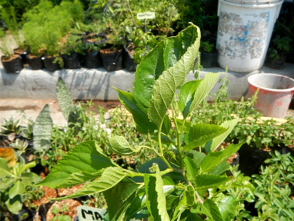 Herbs of the Philippines Bay, Laguna National Highway List of barangays in Laguna (province) Barangays Calo, Bay, Laguna 14.1838, 121.2810 Maitim, Bay, Laguna 14.1857, 121.2733 Bay, Laguna along Bay–C