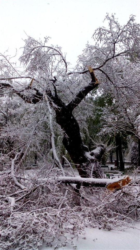Ninsori abundente în aprilie 2017 în Chișinău