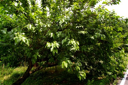 Morus alba (White Mulberry). Agi Nakatsugawa City, Gifu Pref, Japan photo