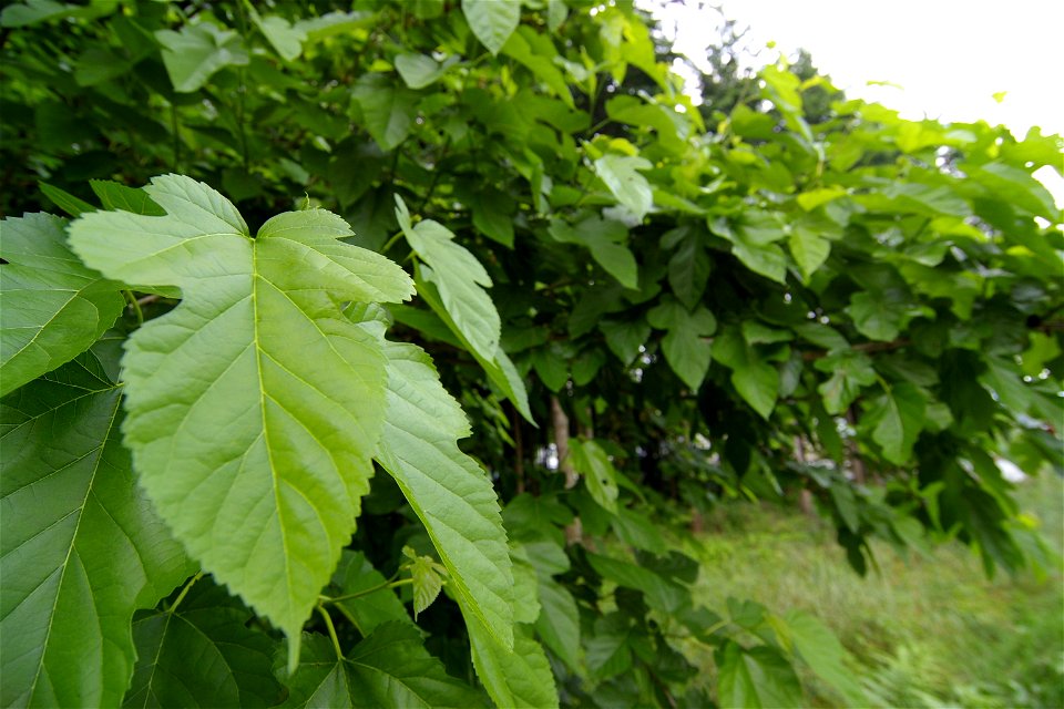 Morus alba (White Mulberry).
Agi Nakatsugawa City, Gifu Pref, Japan