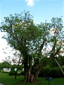 A picture of Morus alba. This particular tree is the Pennsylvania state champion and can be found at Longwood Gardens.