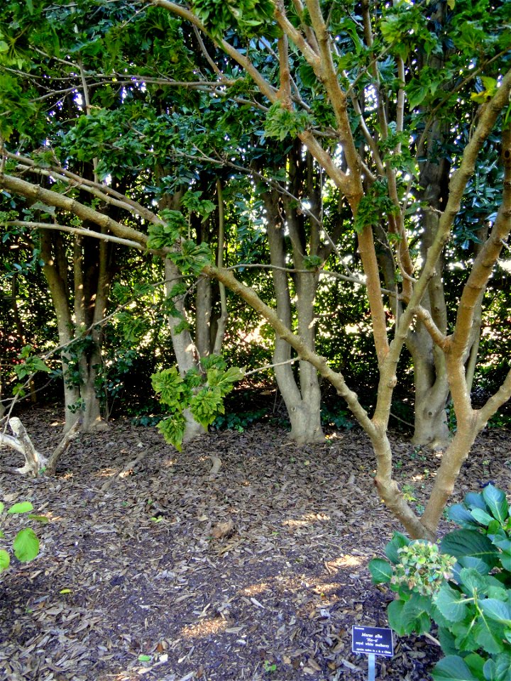 Morus alba specimen in the J. C. Raulston Arboretum (North Carolina State University), 4415 Beryl Road, Raleigh, North Carolina, USA.