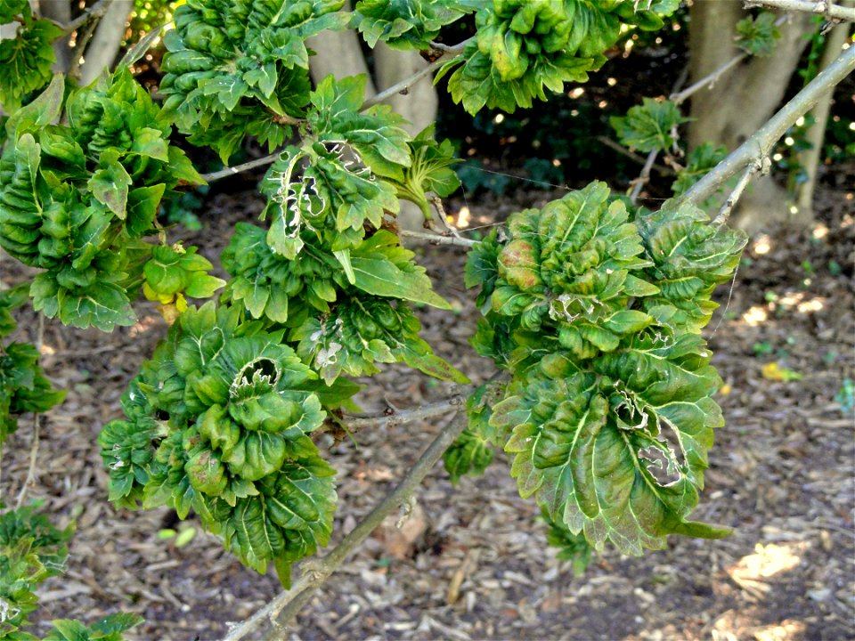 Morus alba specimen in the J. C. Raulston Arboretum (North Carolina State University), 4415 Beryl Road, Raleigh, North Carolina, USA.