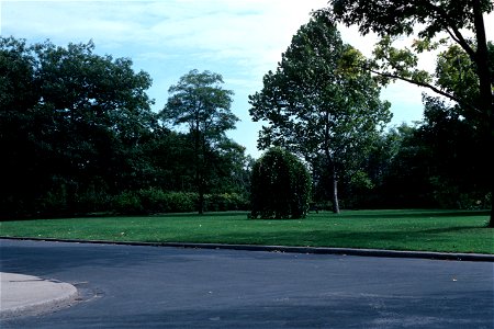 Morus alba pendula