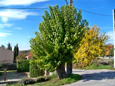 Murier à Grand Clément, Vaucluse, France