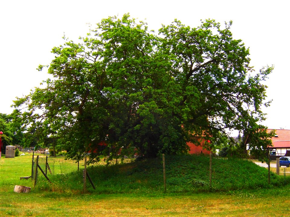 Schermen in Deutschland, alter Maulbeerbaum (Morus alba), Wahrzeichen des Ortes