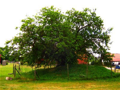 Schermen in Deutschland, alter Maulbeerbaum (Morus alba), Wahrzeichen des Ortes