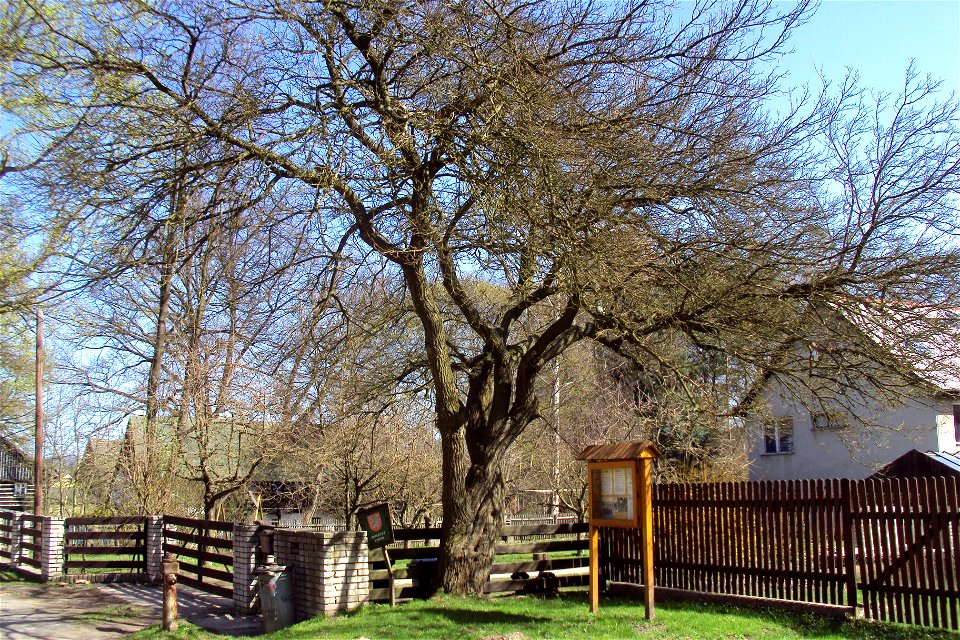 Moruše bílá v Oknech, a protected specimen of White Mulberry (Morus alba) in SE vicinity of church in village of Okna, Česká Lípa District, Czech Republic