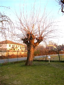 Autore: Tony Frisina - Alessandria