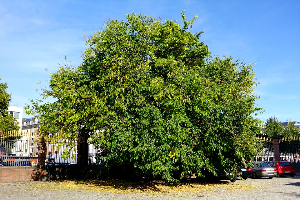 White mulberry tree (Morus alba), Mannheim (Germany), Mannheim Palace, north-east corner of the courtyard