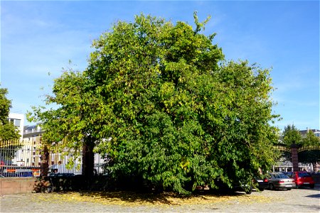White mulberry tree (Morus alba), Mannheim (Germany), Mannheim Palace, north-east corner of the courtyard