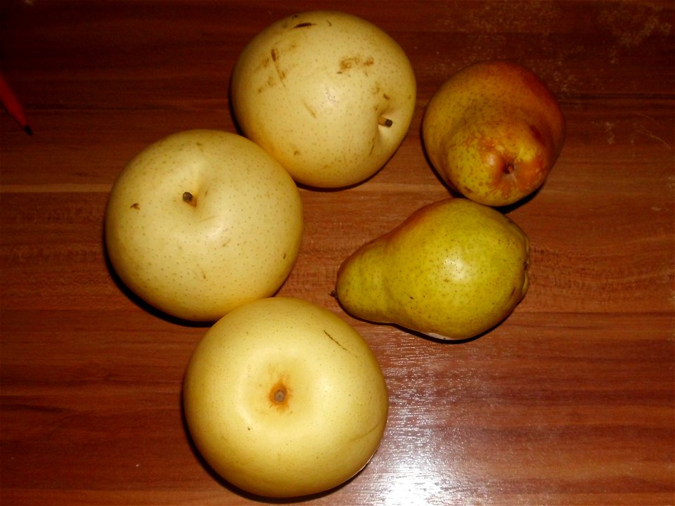 Pear fruits: Pyrus pyrifolia (3 pieces on the left) and Pyrus communis (2 pieces on the right)