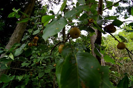 Wild Pear (Agi, Nakatsugawa City, Gifu Pref., Japan)