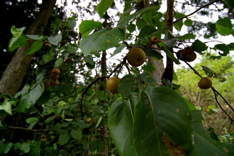Wild Pear (Agi, Nakatsugawa City, Gifu Pref., Japan)