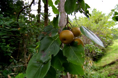 Wild Pear (Agi, Nakatsugawa City, Gifu Pref., Japan)