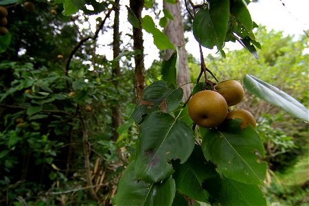 Wild Pear (Agi, Nakatsugawa City, Gifu Pref., Japan)