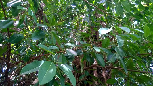 Đa búp đỏ trên đảo Hòn Dáu