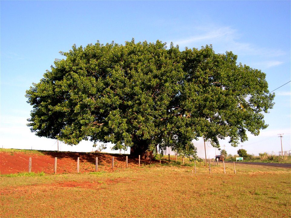 Gigantesca Ficus elastica plantada em uma rodovia no Norte Pioneiro do Estado do Paraná - Brasil
