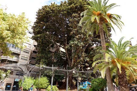 Ficus Centenario (Plaza Santo Domingo) photo