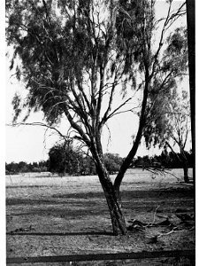 Gum Tree photo