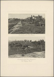 Collectie / Archief : Fotocollectie Deli Maatschappij Reportage / Serie : Fotoalbum Deli Maatschappij: "Deli Maatschappij. Oost Kust van Sumatra" (C.J. Kleingrothe, Medan) Beschrijving photo