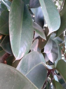 சீமை ஆல மரம் Botanical name - Ficus elastica Common name - Indian rubber bush Latex was formerly used to make rubber; Can be fatal if taken ;Garden tree. S.Soundarapandian (talk) 05:41, 19 Decembe photo