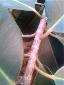 சீமை ஆல மரம் Botanical name - Ficus elastica Common name - Indian rubber bush Latex was formerly used to make rubber; Can be fatal if taken ;Garden tree. S.Soundarapandian (talk) 05:34, 19 Decembe photo