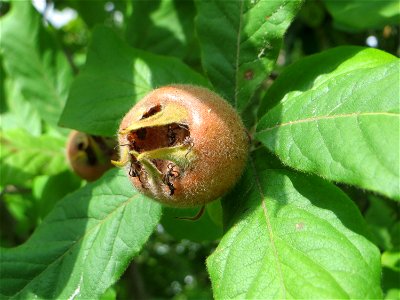 Mispel (Crataegus germanica, auchMespilus germanica) auf dem Feldherrenhügel, Teilgebiet vom Naturschutzgebiet „Oftersheimer Dünen“