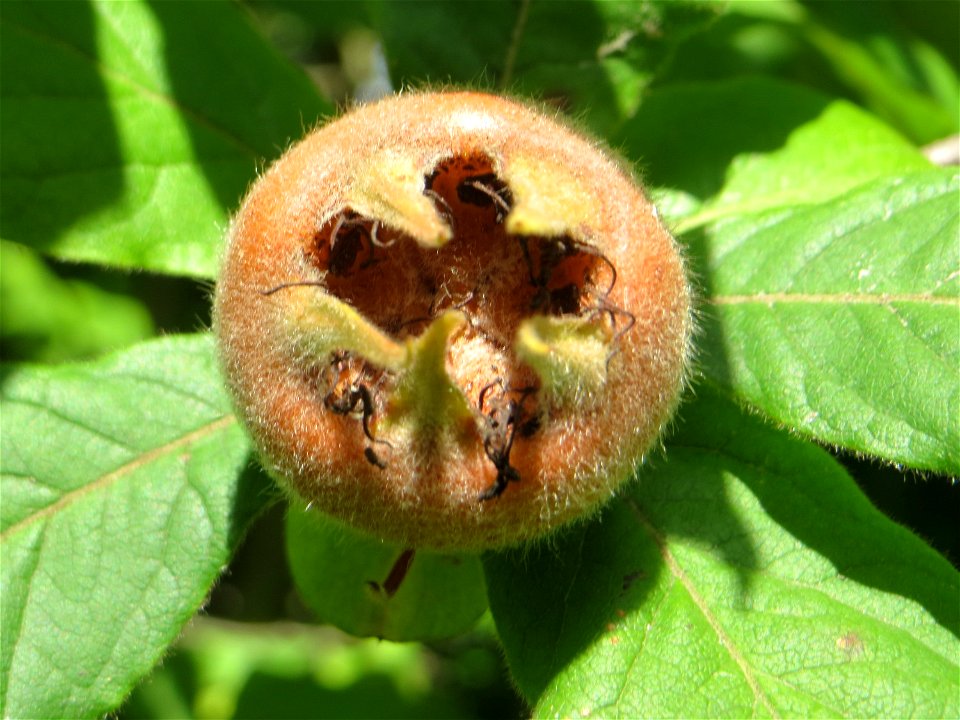 Mispel (Crataegus germanica, auch Mespilus germanica) auf dem Feldherrenhügel, Teilgebiet vom Naturschutzgebiet „Oftersheimer Dünen“