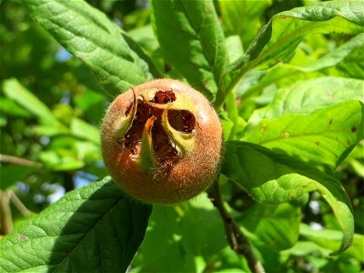 Mispel (Crataegus germanica, auch Mespilus germanica) auf dem Feldherrenhügel, Teilgebiet vom Naturschutzgebiet „Oftersheimer Dünen“ - dieser eher seltene Strauch dient als Mutterpflanze für Neuanpfla
