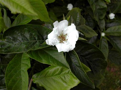 Mispel Mespilus Germanica